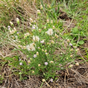 Vittadinia cuneata var. cuneata at The Pinnacle - 16 Jan 2024