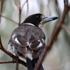 Cracticus torquatus (Grey Butcherbird) at GG165 - 17 Jan 2024 by LisaH