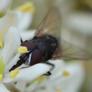 Musca sp. (genus) at Red Hill to Yarralumla Creek - 17 Jan 2024