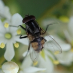 Musca sp. (genus) at Red Hill to Yarralumla Creek - 17 Jan 2024 10:45 AM