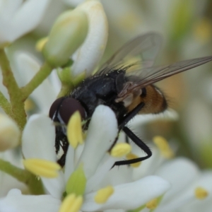 Musca sp. (genus) at Red Hill to Yarralumla Creek - 17 Jan 2024