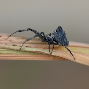 Philoponella congregabilis at Hughes, ACT - suppressed