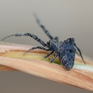 Philoponella congregabilis at Hughes, ACT - suppressed