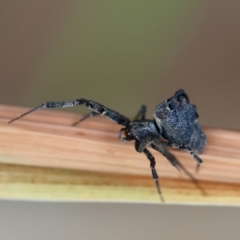 Philoponella congregabilis at Hughes, ACT - 17 Jan 2024