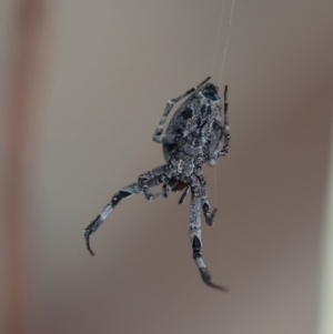 Philoponella congregabilis at Hughes, ACT - 17 Jan 2024