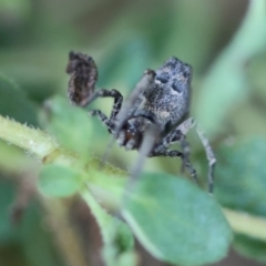 Philoponella congregabilis at Hughes, ACT - 17 Jan 2024