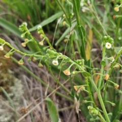 Hackelia suaveolens (Sweet Hounds Tongue) at The Pinnacle - 15 Jan 2024 by sangio7