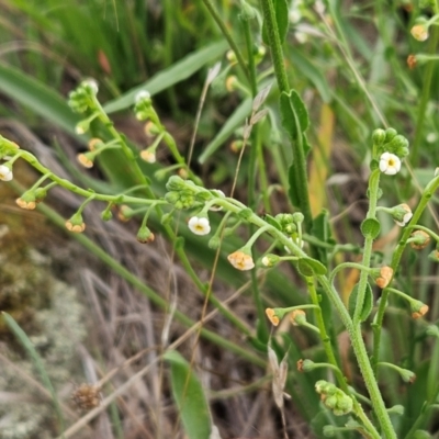 Hackelia suaveolens (Sweet Hounds Tongue) at The Pinnacle - 15 Jan 2024 by sangio7