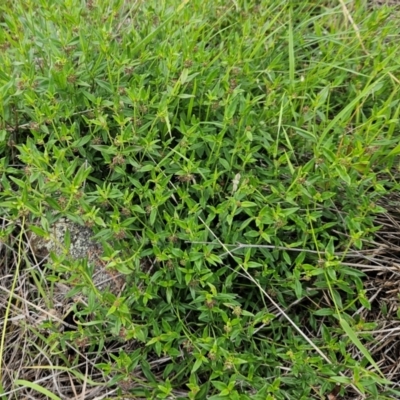 Opercularia hispida (Hairy Stinkweed) at The Pinnacle - 16 Jan 2024 by sangio7