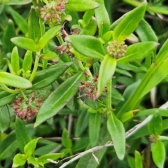 Opercularia hispida at The Pinnacle - 16 Jan 2024