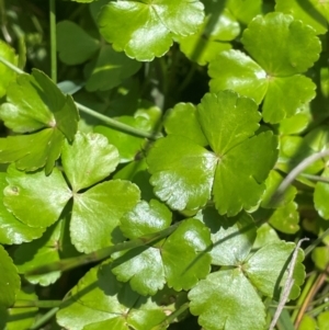 Hydrocotyle sp. at The Tops at Nurenmerenmong - 11 Jan 2024