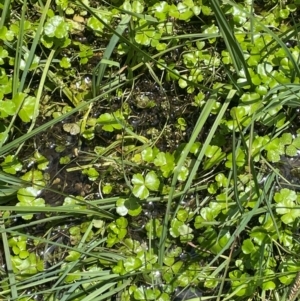 Hydrocotyle sp. at The Tops at Nurenmerenmong - 11 Jan 2024 01:25 PM