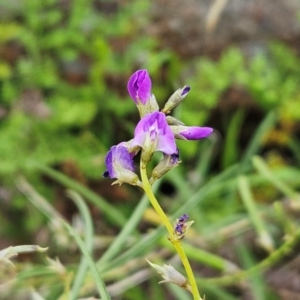 Glycine clandestina at The Pinnacle - 16 Jan 2024