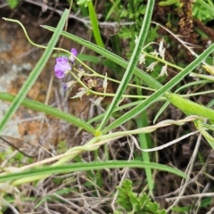 Glycine clandestina at The Pinnacle - 16 Jan 2024