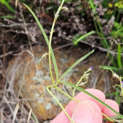 Glycine clandestina at The Pinnacle - 16 Jan 2024