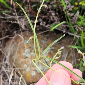 Glycine clandestina at The Pinnacle - 16 Jan 2024