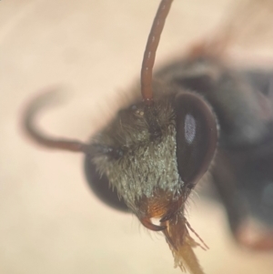 Lipotriches (Austronomia) sp. (genus & subgenus) at Sydney, NSW - 12 Jan 2024