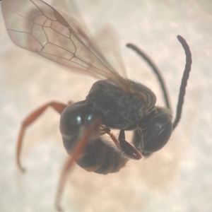 Lasioglossum (Chilalictus) bicingulatum at Sydney, NSW - 16 Jan 2024