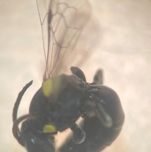 Hylaeus (Euprosopoides) rotundiceps at Lidcombe, NSW - 16 Jan 2024