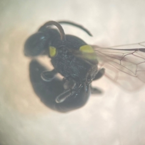 Hylaeus (Euprosopoides) rotundiceps at Lidcombe, NSW - 16 Jan 2024