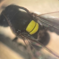 Hylaeus (Euprosopoides) rotundiceps at Lidcombe, NSW - 16 Jan 2024