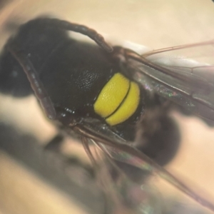 Hylaeus (Euprosopoides) rotundiceps at Lidcombe, NSW - 16 Jan 2024