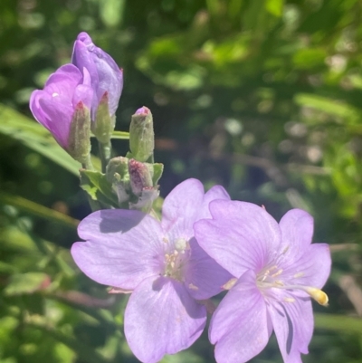 Epilobium gunnianum at The Tops at Nurenmerenmong - 11 Jan 2024 by JaneR