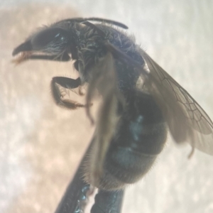 Lasioglossum (Chilalictus) sp. (genus & subgenus) at Macquarie University, NSW - 12 Jan 2024