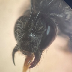 Lasioglossum (Chilalictus) sp. (genus & subgenus) at Macquarie University, NSW - 12 Jan 2024