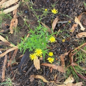 Senecio madagascariensis at Reid, ACT - 17 Jan 2024