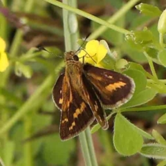 Taractrocera papyria (White-banded Grass-dart) at Turner, ACT - 14 Jan 2024 by ConBoekel