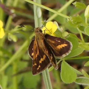 Taractrocera papyria at Turner, ACT - 14 Jan 2024