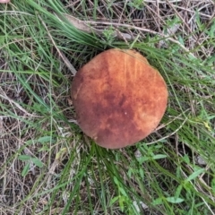 Kgaria sp. (genus) (A bolete mushroom) at Conder, ACT - 16 Jan 2024 by HelenCross