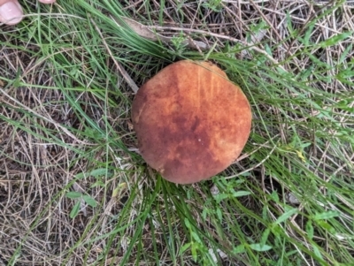 Kgaria sp. (genus) (A bolete mushroom) at Conder, ACT - 16 Jan 2024 by HelenCross