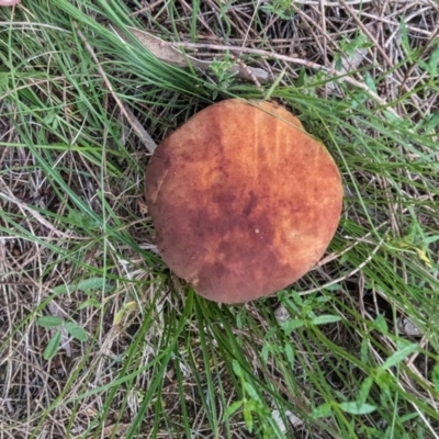 Kgaria sp. (genus) (A bolete mushroom) at Conder, ACT - 16 Jan 2024 by HelenCross