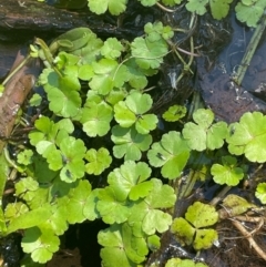 Hydrocotyle rivularis (A Pennywort) at Bago State Forest - 12 Jan 2024 by JaneR