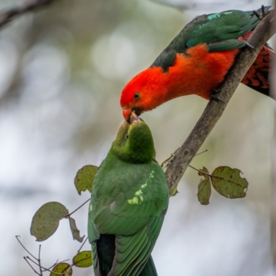 Alisterus scapularis (Australian King-Parrot) at Brindabella, NSW - 14 Jan 2024 by trevsci