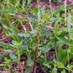 Dysphania pumilio (Small Crumbweed) at The Pinnacle - 16 Jan 2024 by sangio7