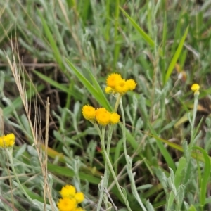 Chrysocephalum apiculatum at The Pinnacle - 16 Jan 2024