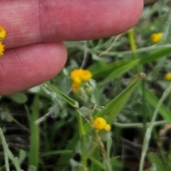 Chrysocephalum apiculatum at The Pinnacle - 16 Jan 2024 09:06 AM