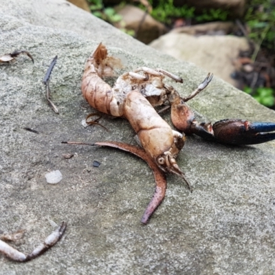 Cherax destructor at Bundanoon, NSW - 10 Jan 2024 by Aussiegall