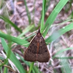 Uresiphita ornithopteralis (Tree Lucerne Moth) at Flynn, ACT - 16 Jan 2024 by Rosie