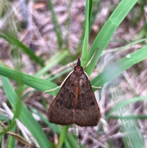 Uresiphita ornithopteralis at Flynn, ACT - 17 Jan 2024