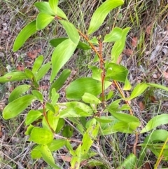 Persoonia levis (Broad-leaved Geebung) at Booderee National Park1 - 15 Dec 2023 by Tapirlord