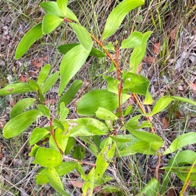 Persoonia levis (Broad-leaved Geebung) at Booderee National Park1 - 15 Dec 2023 by Tapirlord
