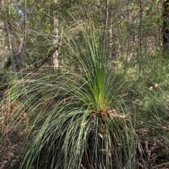 Xanthorrhoea australis (Austral Grass Tree, Kangaroo Tails) at Booderee National Park1 - 15 Dec 2023 by Tapirlord