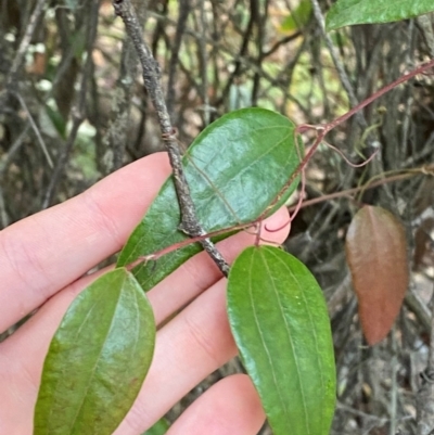 Smilax glyciphylla (Native Sarsaparilla) at Booderee National Park1 - 15 Dec 2023 by Tapirlord