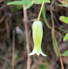 Billardiera mutabilis (Climbing Apple Berry, Apple Berry, Snot Berry, Apple Dumblings, Changeable Flowered Billardiera) at Booderee National Park1 - 15 Dec 2023 by Tapirlord