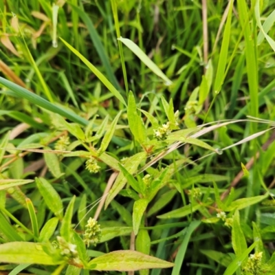 Persicaria prostrata (Creeping Knotweed) at The Pinnacle - 15 Jan 2024 by sangio7