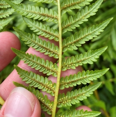 Cyathea cooperi (Straw Treefern) at Booderee National Park - 15 Dec 2023 by Tapirlord